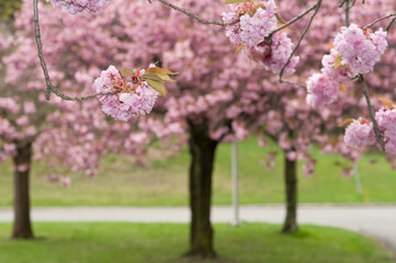 clusters of pink cherry blossoms against out of focus trees and grassy background