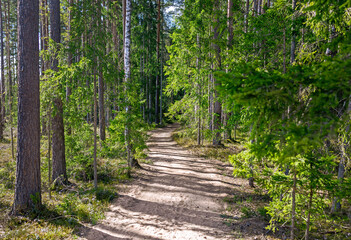 footpath through an overgrown forest