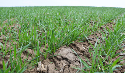 Winter wheat sowings