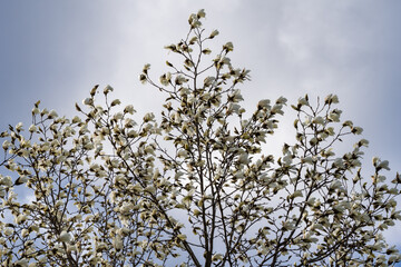 arbre en fleurs au printemps