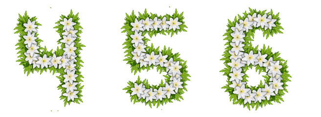 Numbers 4, 5, 6 made of white flowers with leaves, snowdrop