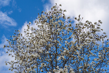 arbre  en fleur sur fond de ciel bleu avec petit nuage