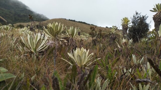paramos de Colombia 