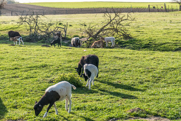 Kleine Schafherde mit vielen Lämmern auf der Weide