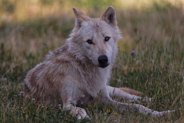 Loups du Mackenzie