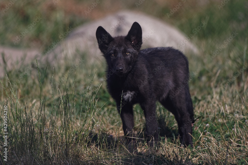 Canvas Prints loups du mackenzie