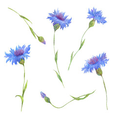 set of corn flowers isolated on white