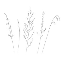 Field and meadow grasses, black contour line. Sketch of medicinal plants, vector drawing.