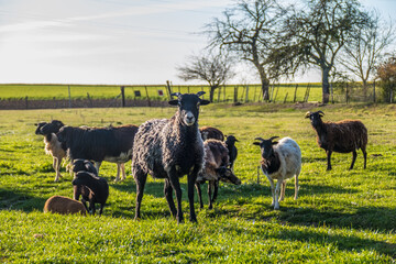 Fototapeta premium Kleine Schafherde mit vielen Lämmern auf der Weide