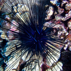 Artistic Blue Black Spiny Sea Urchin Top Down Neon Color and Design - 429504841