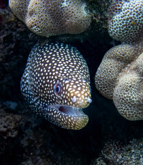 Close Up Spotted Moray Eel in Reef Underwater in Hawaii - 429504887