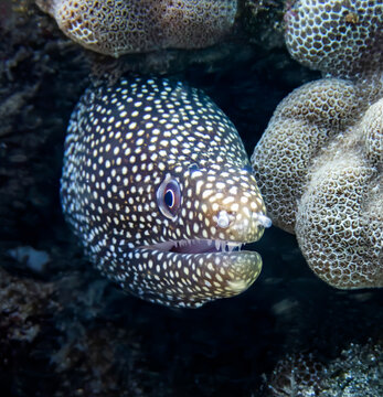 Close Up Face First View Moray Eel Underwater in Hawaii