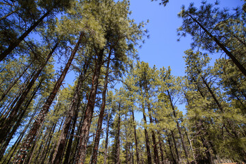 trees in the forest