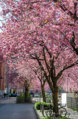 Japanische Kirschblüten auf dem Platz Aachen - Wenzelstraße