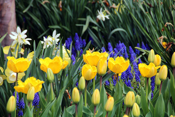 Obraz premium yellow tulips