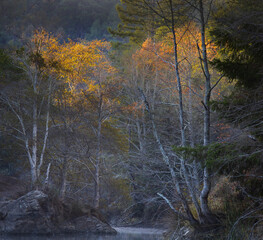 aspen birch fall autumn bright color lake - 429505411