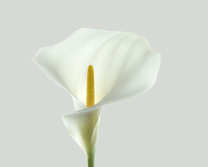 elegant closeup calla lily pistil - 429505418