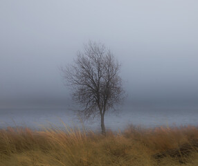 stark tree against lake with fog and mist and golden field - 429505427