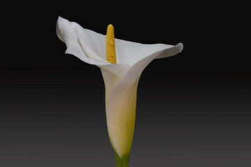 exquisite elegant sensual calla lily - 429505442