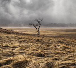 solitary tree in a field during a storm with dramatic sky and fog and clouds and mist - 429505446