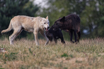 Loup du Mackenzie