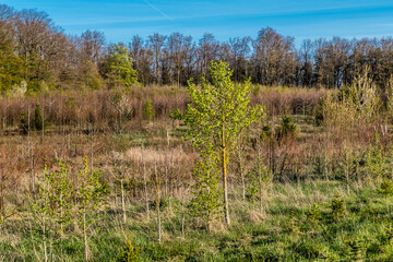 Obraz premium Baumschule zur Wiederaufforstung am Waldrand 