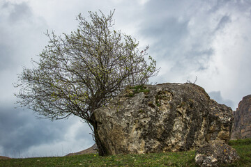 Wood and stone. Lonely tree in the mountains. Moody dramatic landscape. Blooming tree