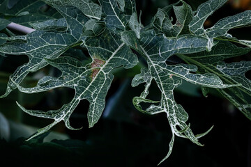 Papaya leaf curl disease caused by begomovirus. Fruit tree problems.