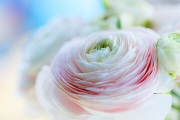Beautiful soft tender background of cream ranunculus flower petals close up. Floral wallpaper texture. Pastel colored petals