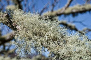Gray Tree Lichen