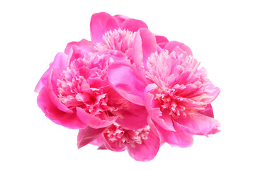 シャクヤクの花首