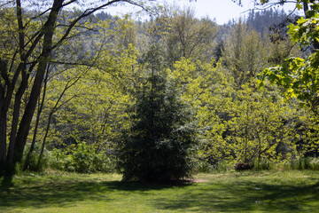 Tree in park
