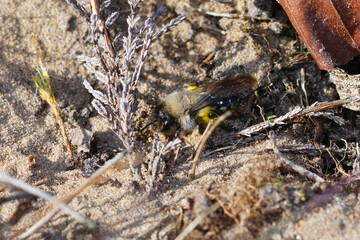 Closeup on a female grey-backed mining bee,Andrena vaga, hiding in the vegetation