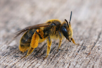 Closeup of a female Catsear mining bee, Andrena humilis, a speciliast bee on dandelion flowers only