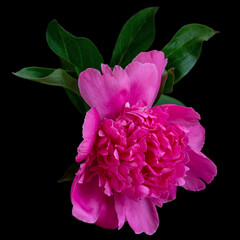 Beautiful fluffy blooming pink peony on black background
