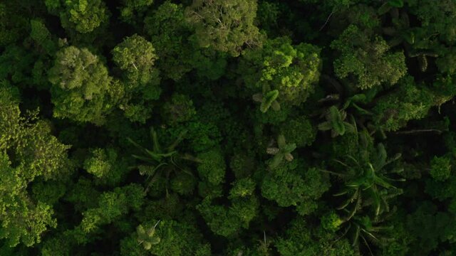 Aerial top view of a tropical forest canopy showing the many green shades in the tree crowns of a rainforest from above, also referred to as brocceli field 