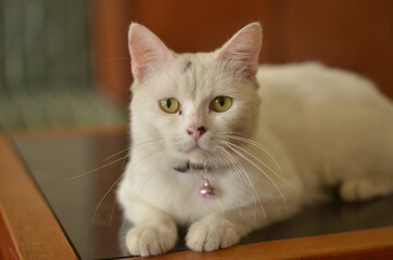 pet white cat close up