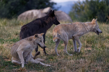 Loup du Mackenzie