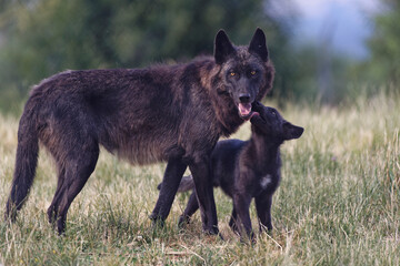 Loup du Mackenzie