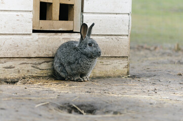 Gray domestic rabbit in the barnyard. Selective focus