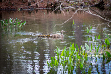 A beautiful duck swimming on a pond through green pickerel weed plants following by nine ducklings on her back.