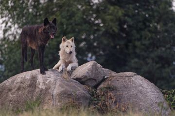 Loup du Mackenzie