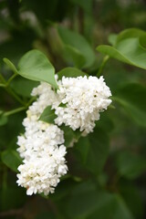 white lilac flowers in green leaves bloom in spring