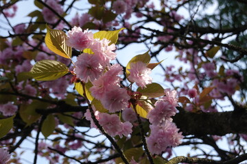 Prunus serrulata, Common Names: Japanese Cherry, and Japanese Flowering Cherry.