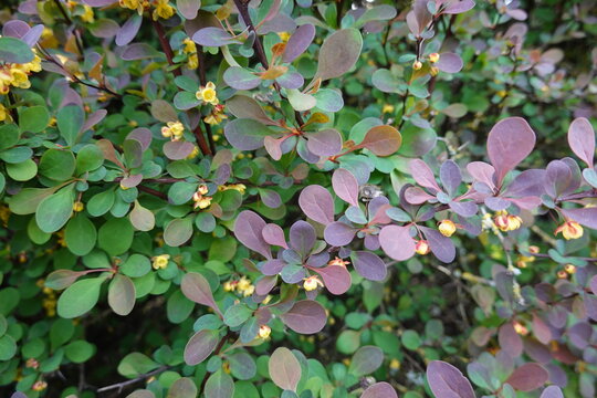 Japanese Barberry. Japanese barberry (Berberis thunbergii) is an invasive shrub used in plantings.