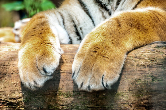 19,027 BEST Tiger Paw IMAGES, STOCK PHOTOS VECTORS | Adobe Stock