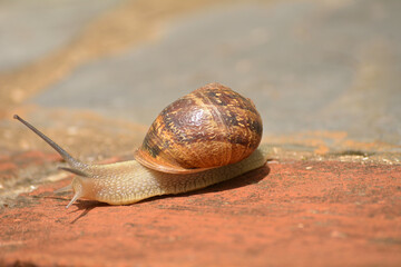 Caracol buscando su sustento