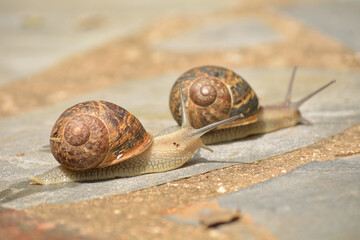 Caracol buscando su sustento