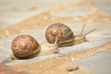 Caracol buscando su sustento