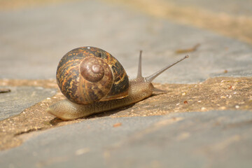 Caracol buscando su sustento